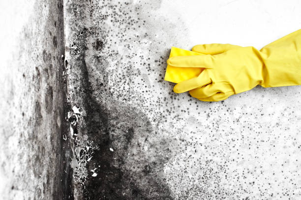 Attic Mold Removal in Shenandoah, TX