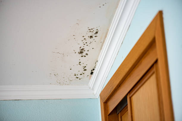 Best Toxic Mold Removal  in Shenandoah, TX