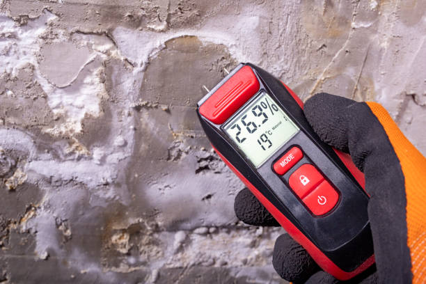 Best Same-Day Mold Removal  in Shenandoah, TX