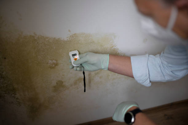 Best Mold Removal Company Near Me  in Shenandoah, TX