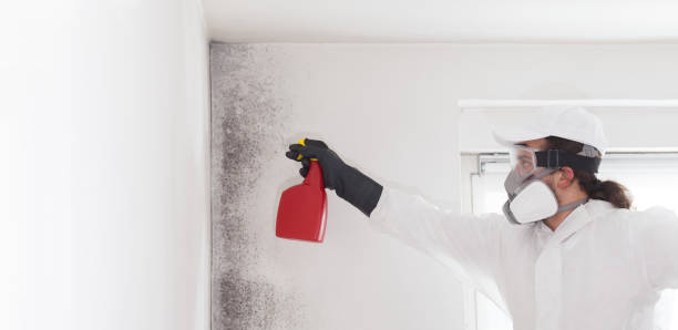 Best Mold Testing  in Shenandoah, TX