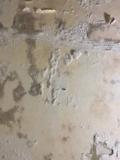Best Mold Remediation Experts  in Shenandoah, TX
