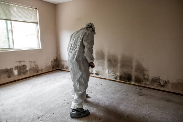 Best Home Mold Removal  in Shenandoah, TX