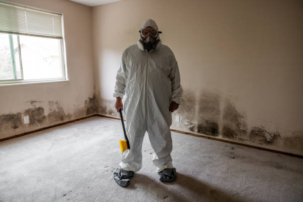 Best Residential Mold Removal  in Shenandoah, TX