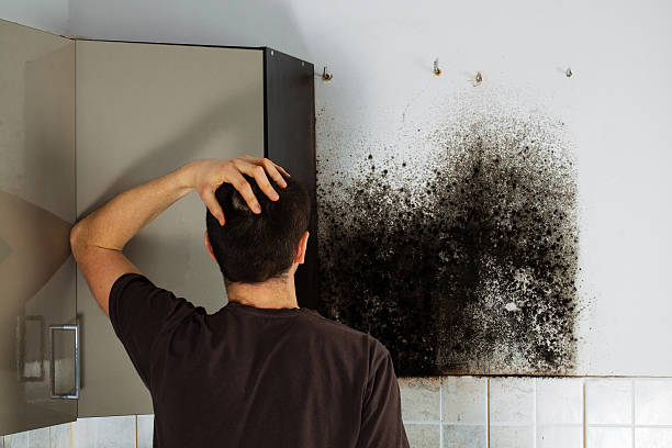Best Mold Cleaning Services  in Shenandoah, TX