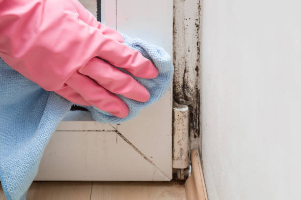 Best Local Mold Removal Service  in Shenandoah, TX