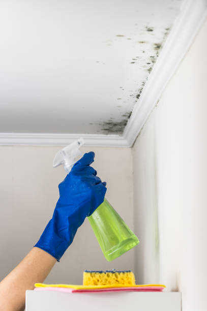 Best Local Mold Removal Service  in Shenandoah, TX