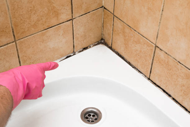 Best Fast Mold Removal  in Shenandoah, TX